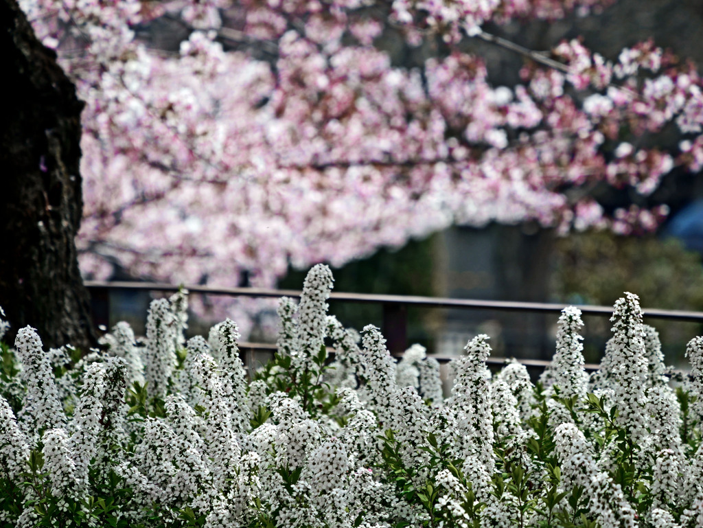 雪柳と満開桜　P1530225zz
