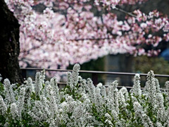 雪柳と満開桜　P1530225zz