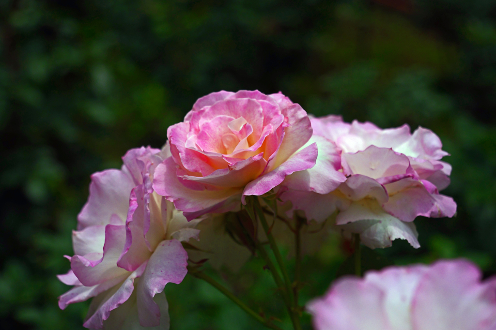 薔薇のブーケ　P1086460zz