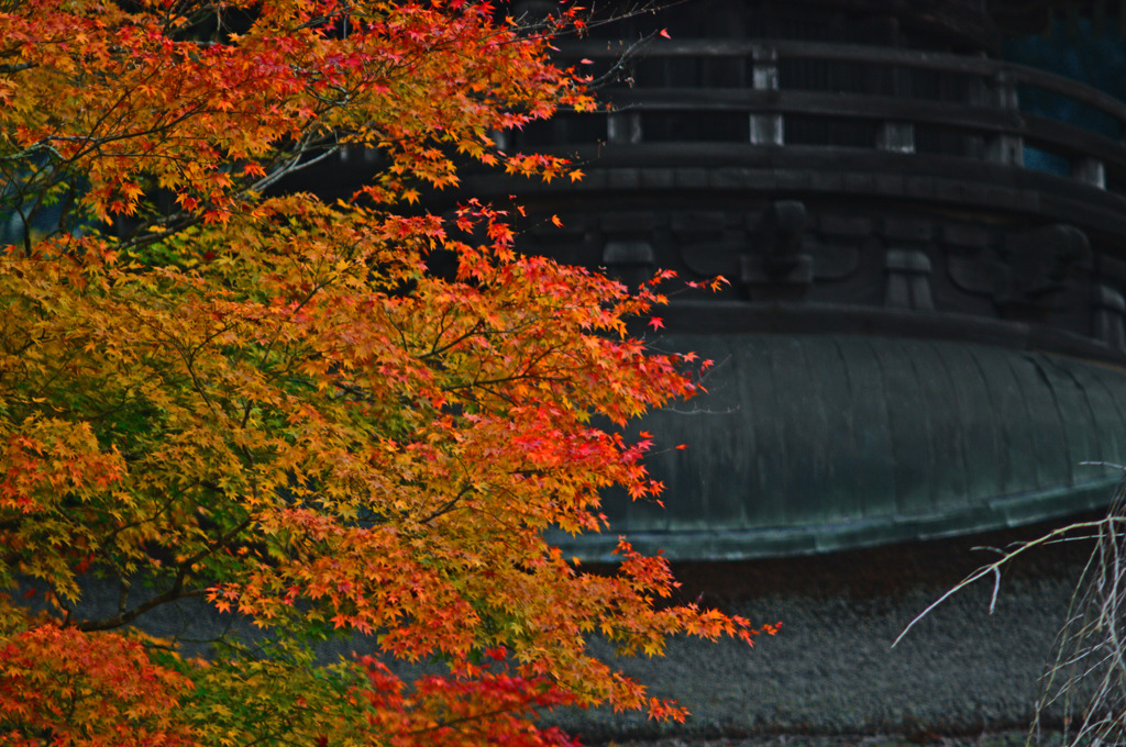 紅燃ゆる　IMGP0353zz