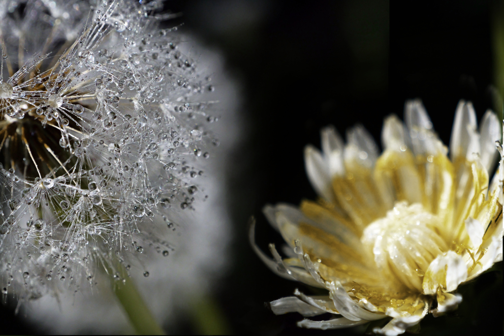 白花蒲公英　P1063334zz