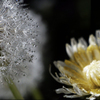 白花蒲公英　P1063334zz