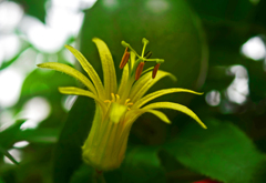 黄花時計草　P1190554zz