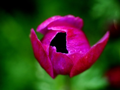 Red mouth(赤い口)　P1200793zz
