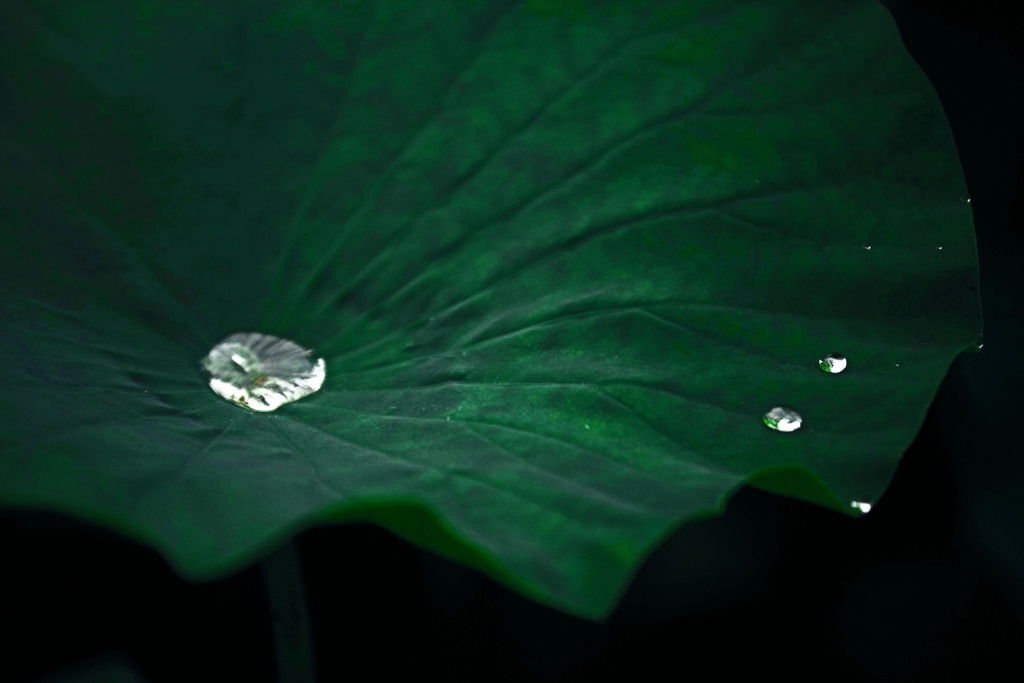 雨上がる　IMGP7796zz