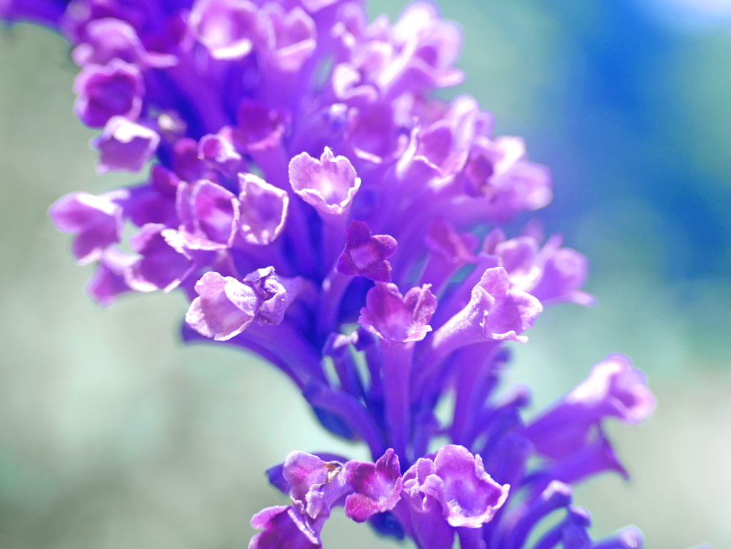 公園で目に留まった花　P1280603zz