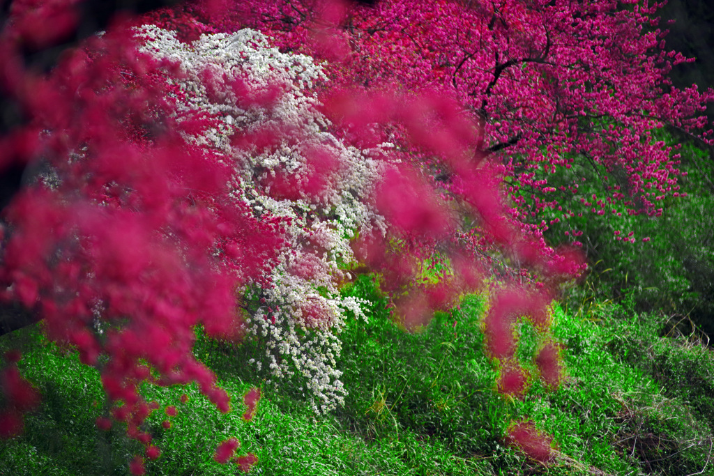 満開の花桃　IMGP2345zz