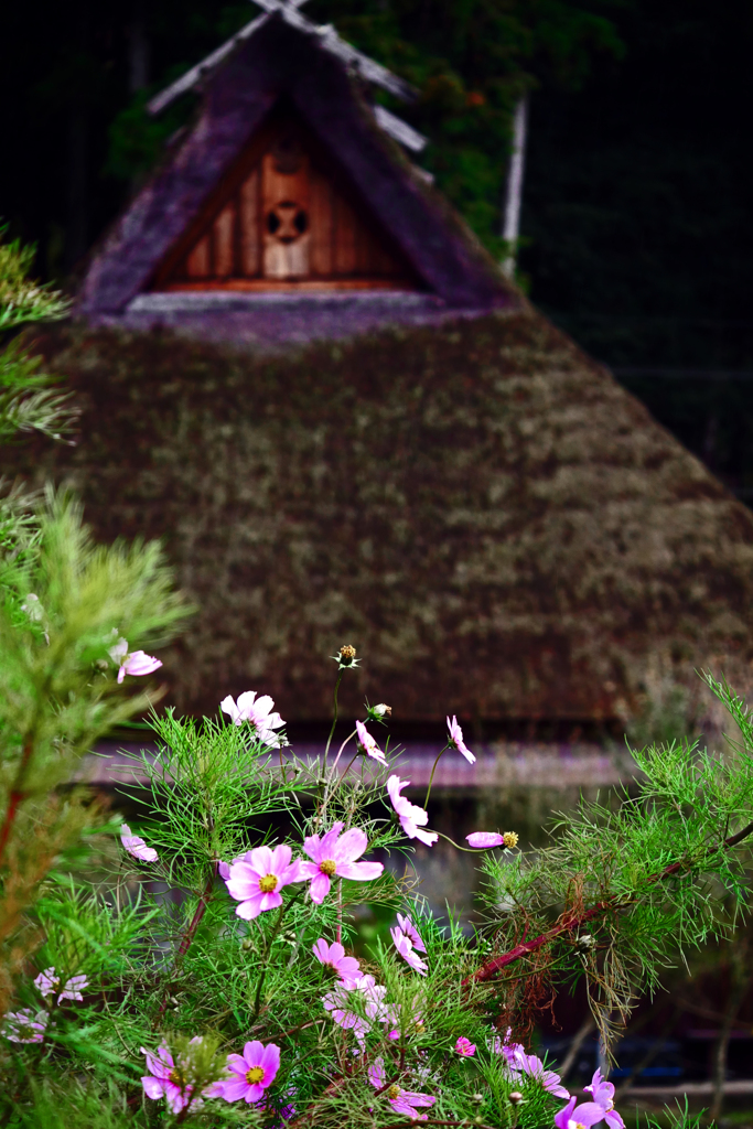 茅葺屋根と秋桜　1290138zz