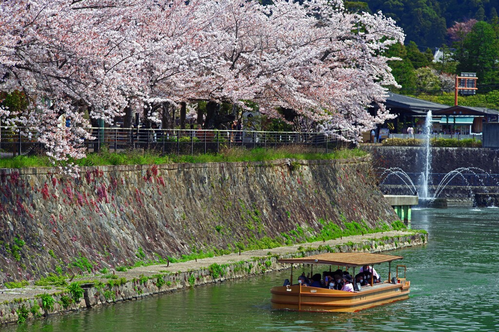 桜・疎水・遊覧船そして噴水　IMGP4819zz