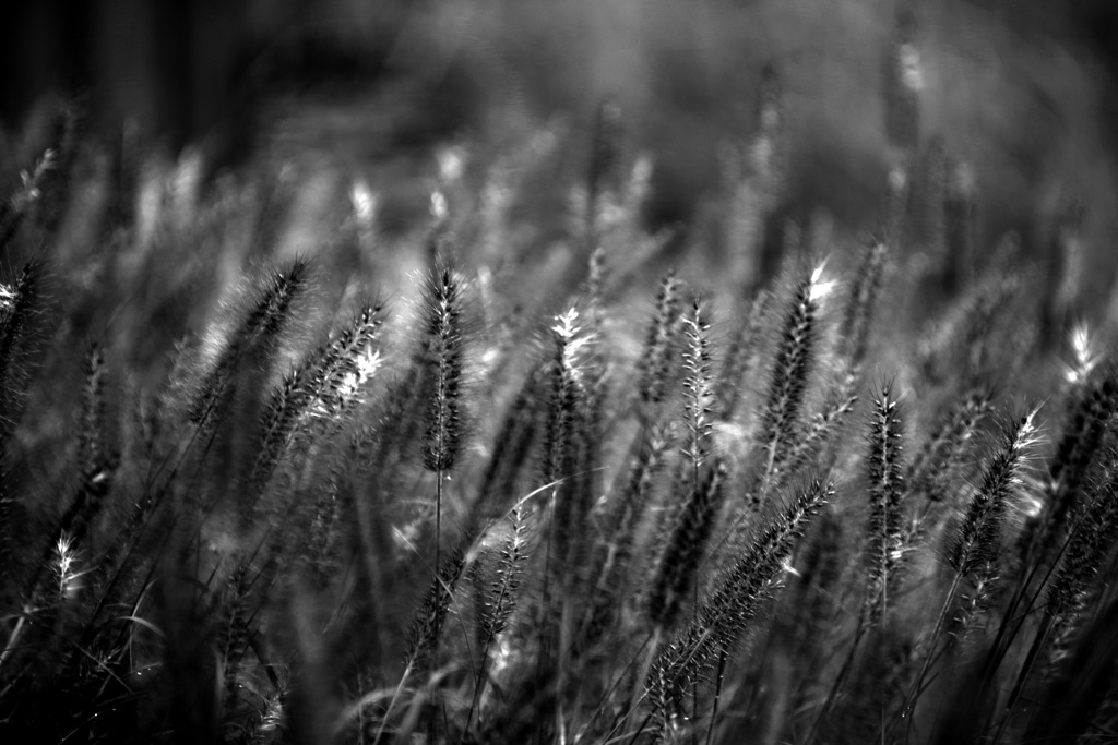 草の波(monochrome)　IMGP9242zz
