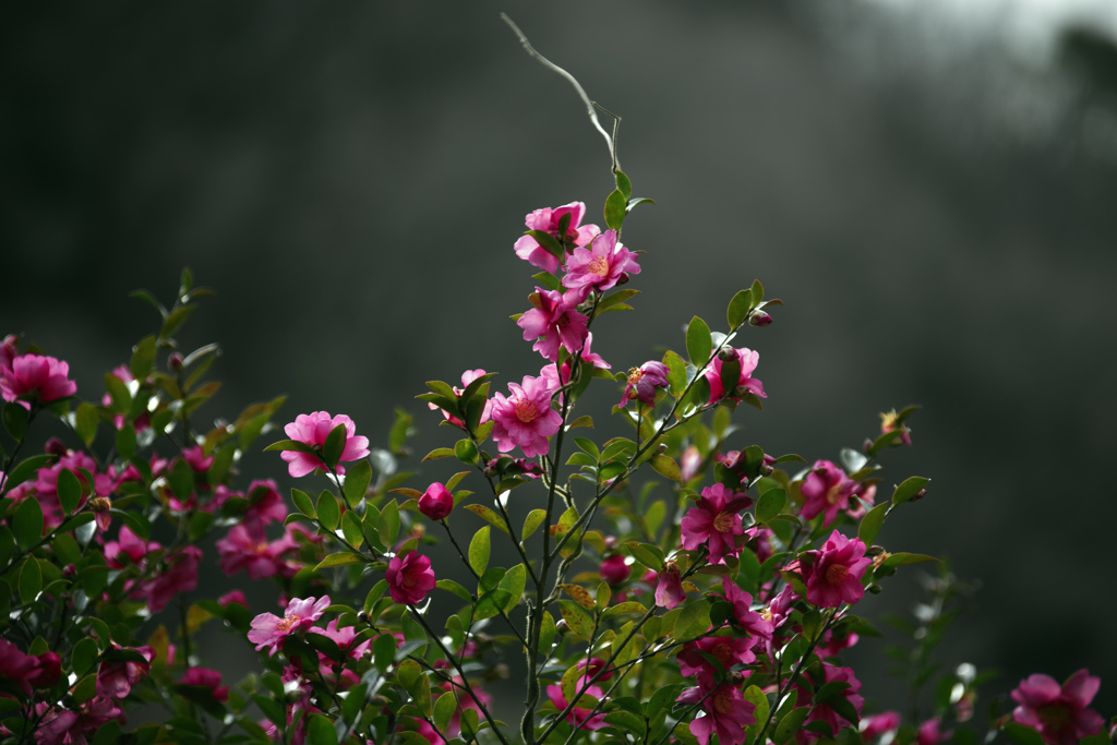 赤いサザンカ　IMGP0057zz