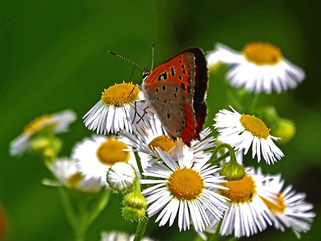 ベニシジミ 三態 其の一　P1580290zz