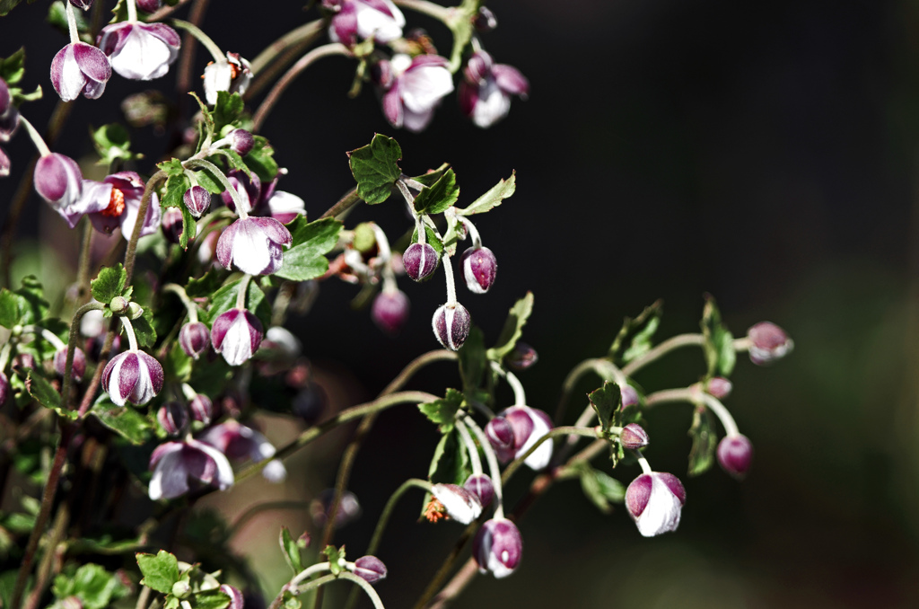 Who am I？　IMG1844zz