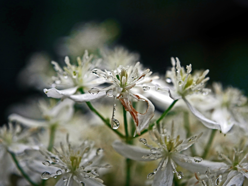 雨を着飾る　P1680126zz