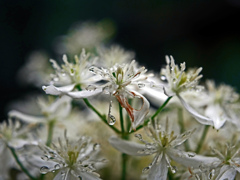 雨を着飾る P1680126zz 雨を着飾る P1680126zz