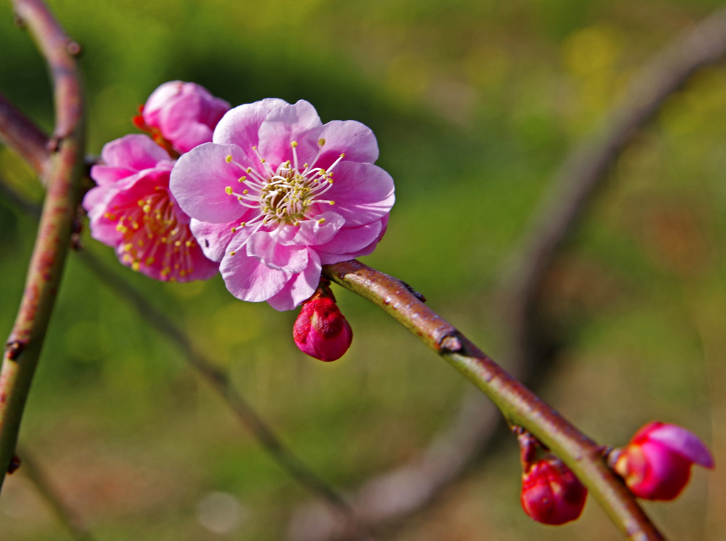 春の歓び　IMGP9078z