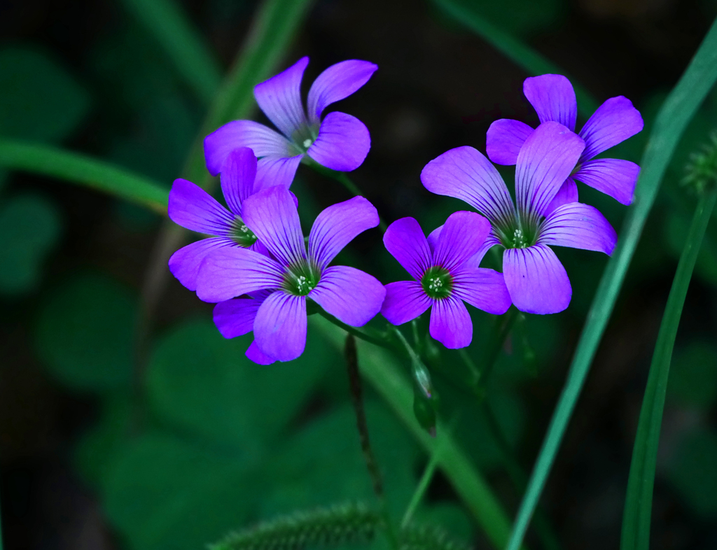 路傍の花　P1170852zz