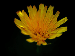 Yellow flower　P1310737zz