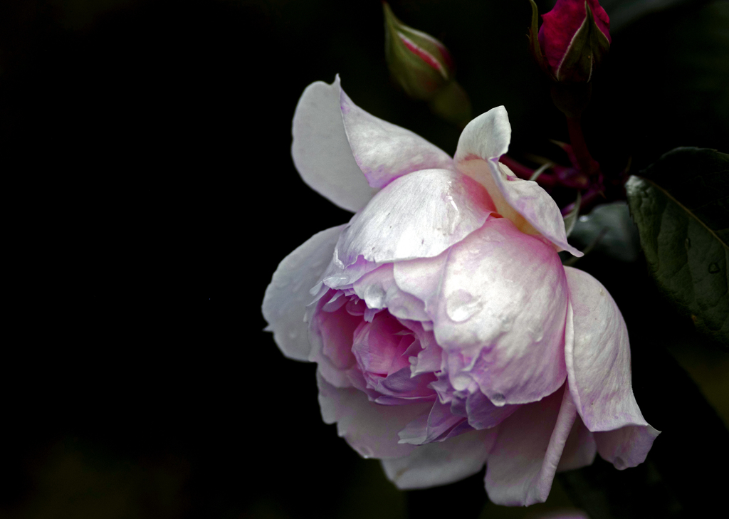薔薇の苑 濡れて　IGP8002zz