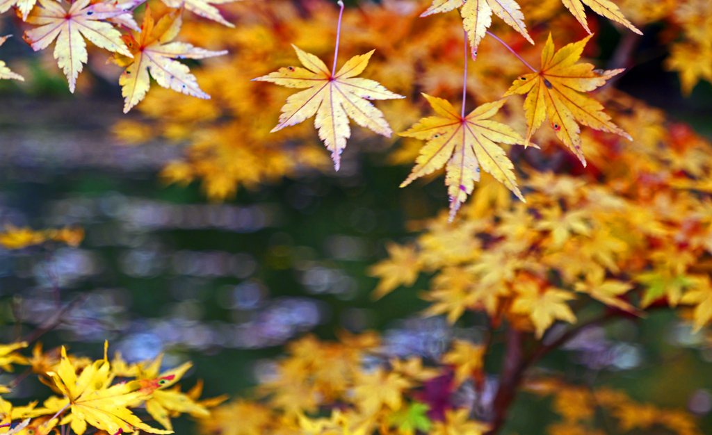 秋たけなわ　P1125089zz