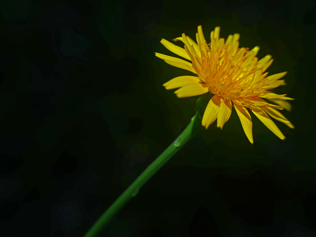 一輪の花　P1270044z