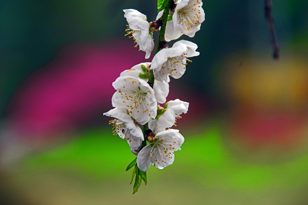 花桃畑の片隅で　IMGP2245zz