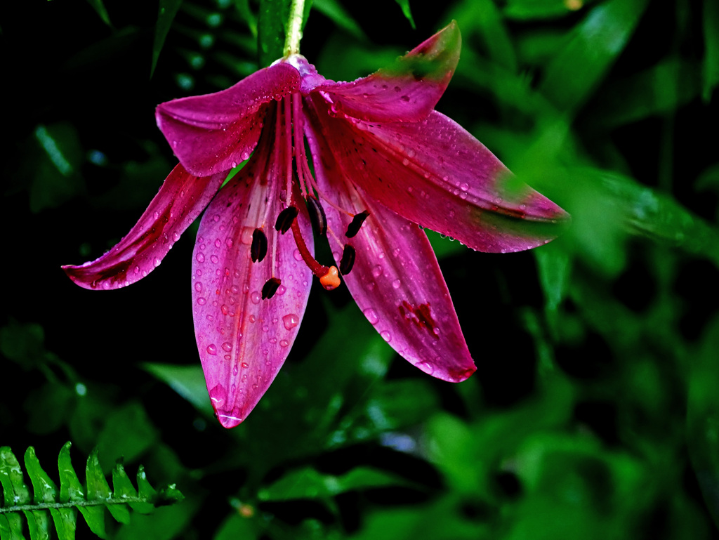 雨粒の重み　P1280186zz