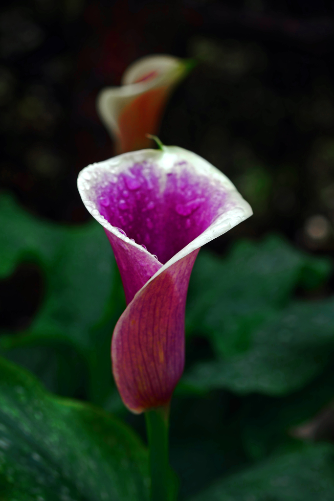 Colored Calla　P1180703zz
