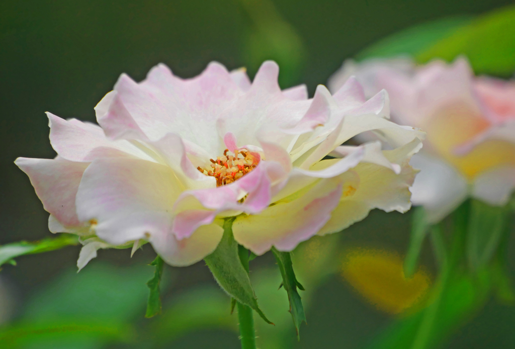 夏に咲くバラ　P1230028zz