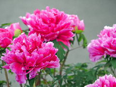 花中の王　P1140603zz