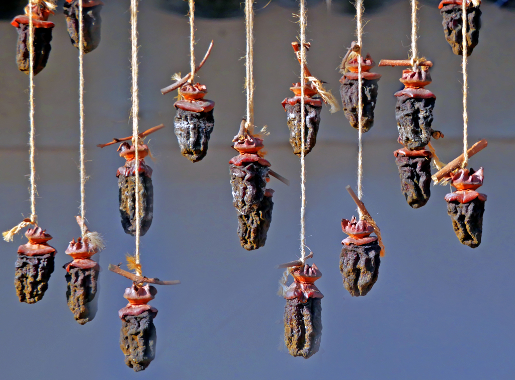 吊るし柿　P1090885zz