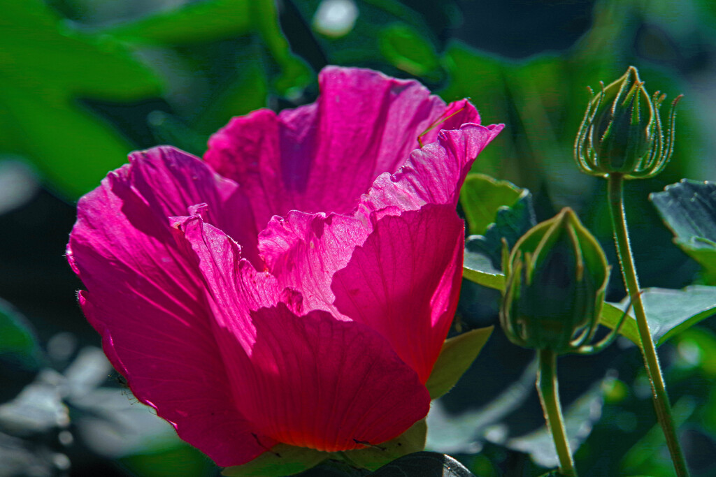 赤い芙蓉　IMGP1477zz