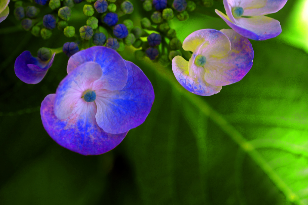 ガクアジサイ　P1390811zz