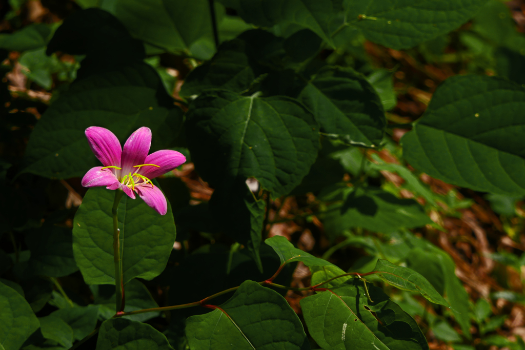 サフランモドキ　P1420601zz