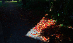 ひと隅の秋　P1125108zz