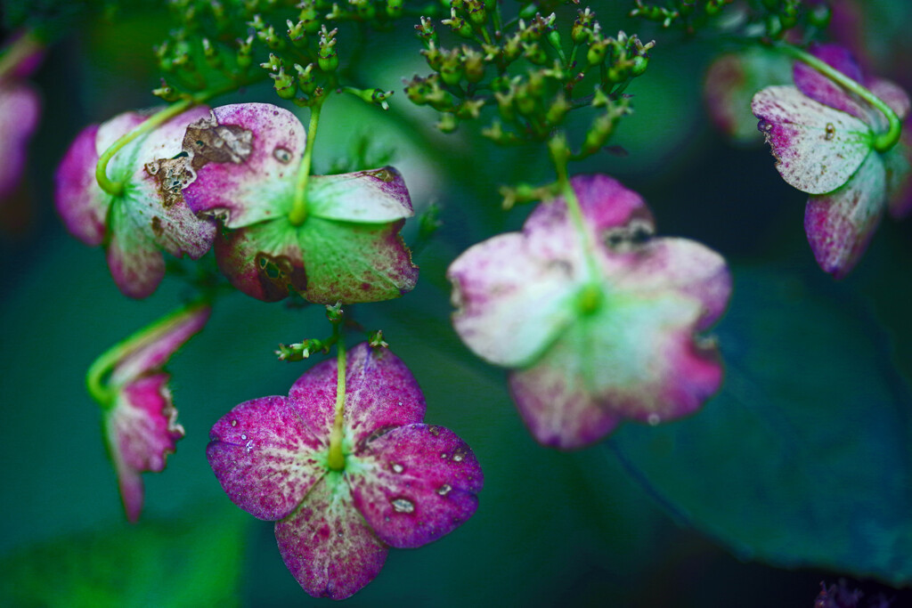 梅雨の忘れ物　IMGP8477zz