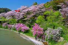 「春爛漫」　IMGP5268zz