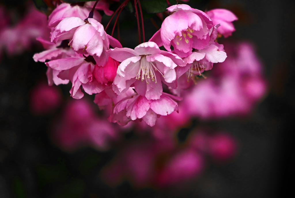 妖艶な花　P1120903zz