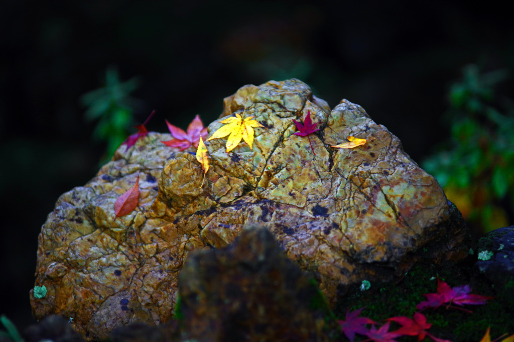 ぬれ落ち葉　IMGP1368zz