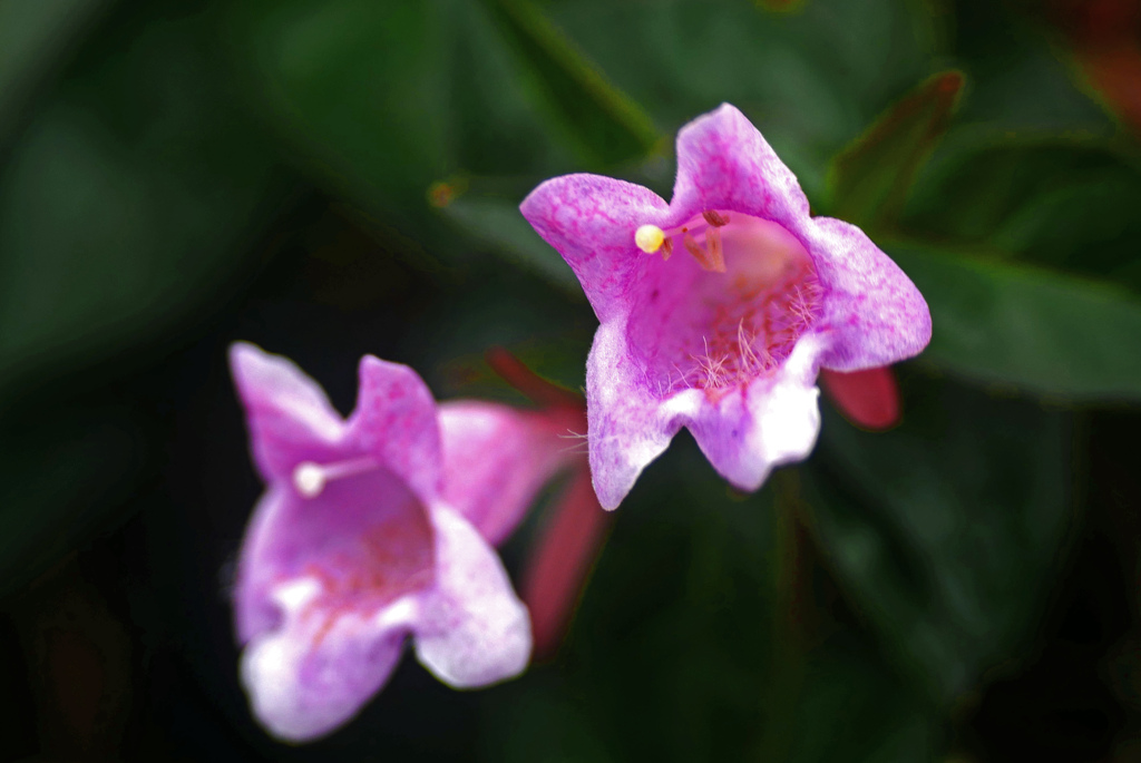 アベリア　P1230317zz