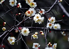 春遠からじ　P1070158zz