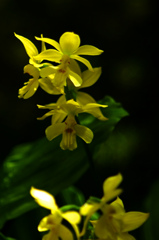 黄色い蘭　IMGP6262zz