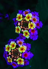 色とりどりに　P1750563zz