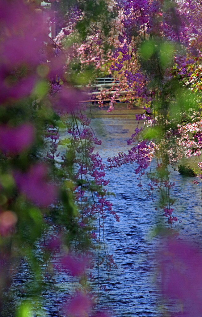 祇園白川 百花繚乱　IMGP4691zz