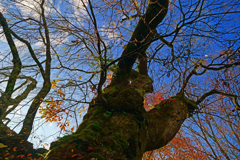 枝垂桜の秋模様　P1057488zz