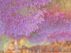 Dried flower　DSC04241zz