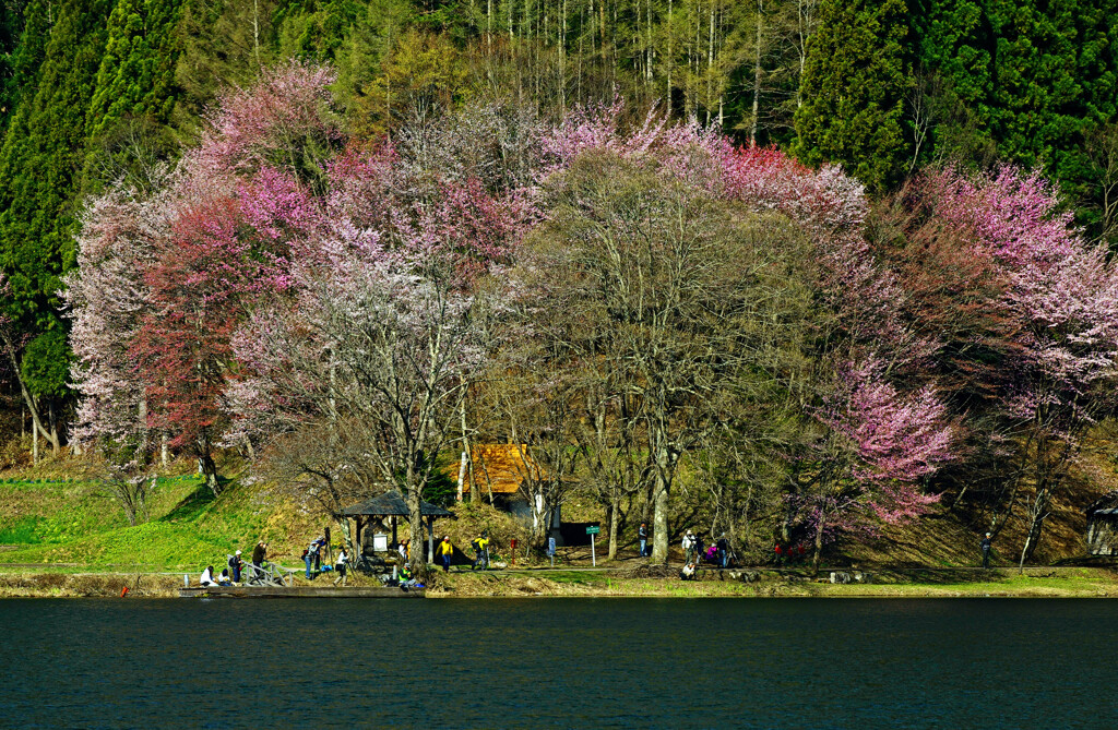 中綱湖 大島桜　IGP6953zz