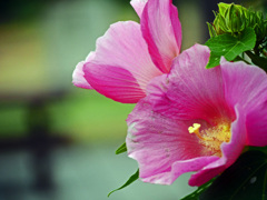 芙蓉花　P1460203zz