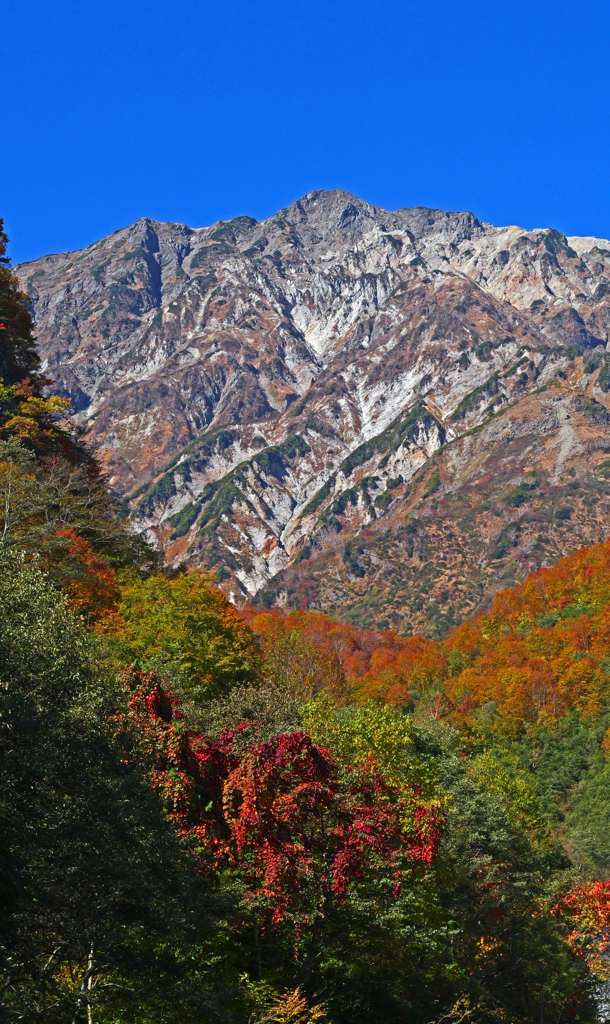 猿倉より白馬岳を望む　P1114099zz