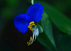 露草　P1670646zz